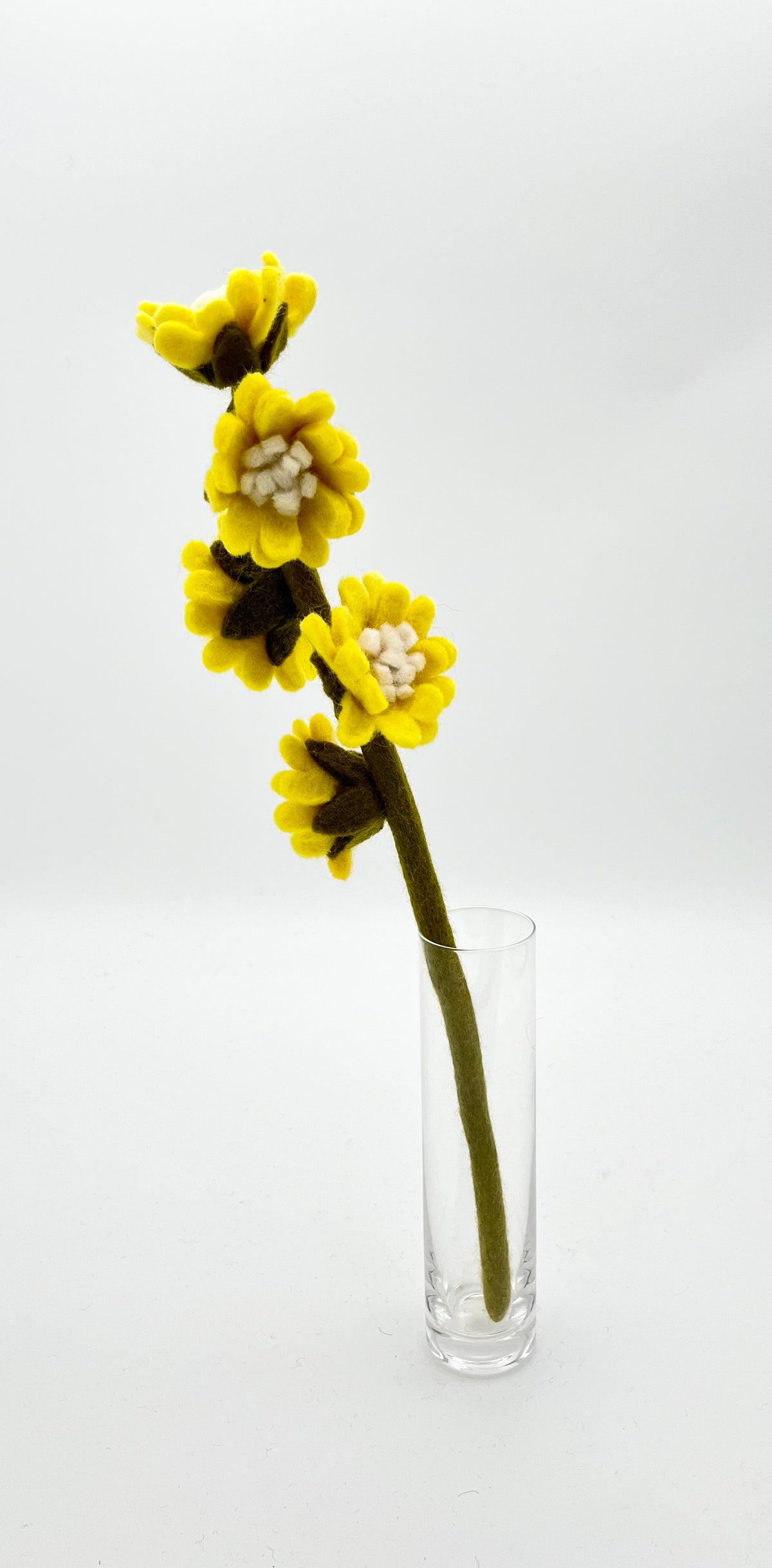 Aster
