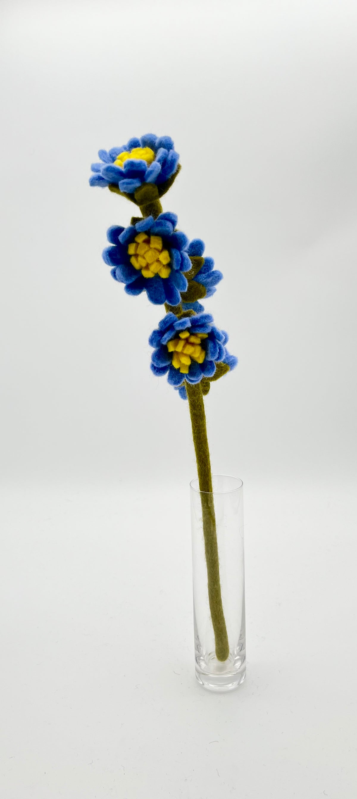 Aster