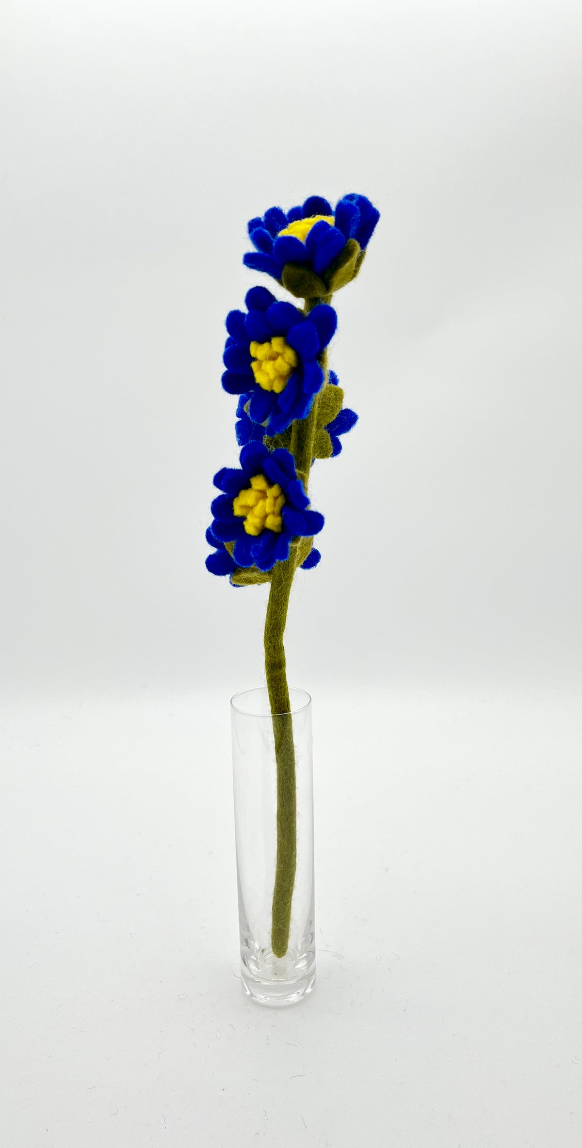 Aster
