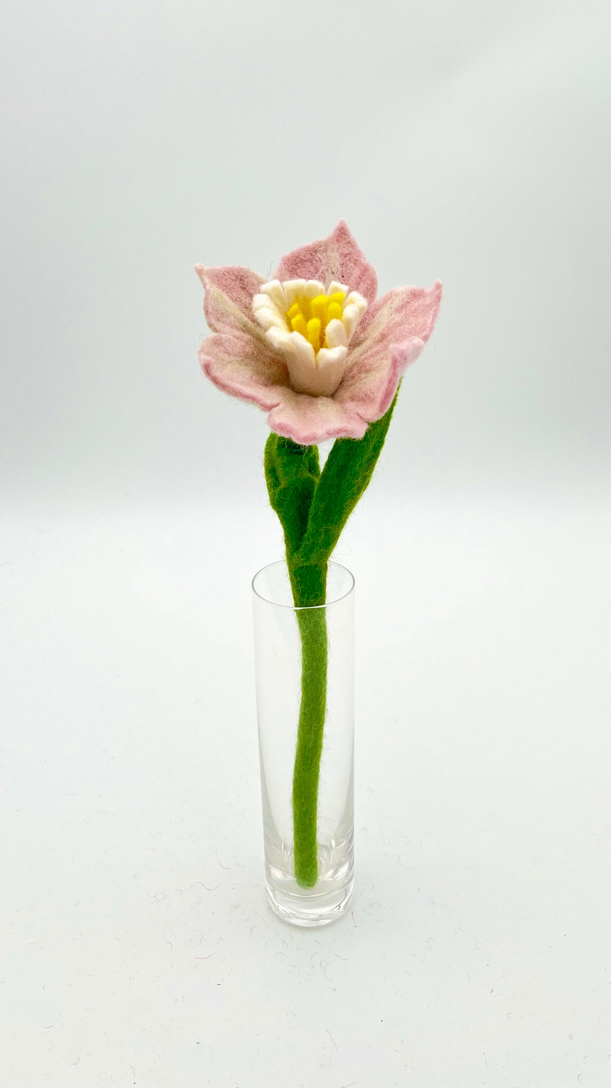 Mini Hibiscus