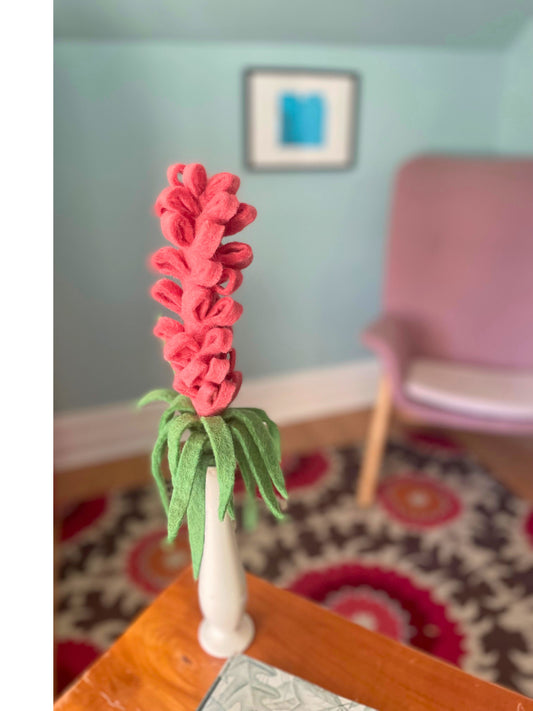Liatris - Coral