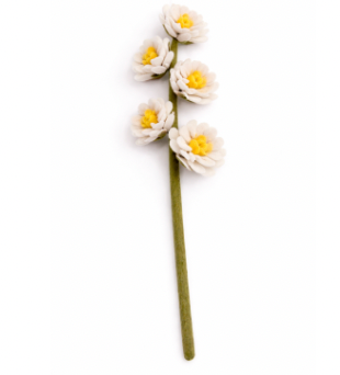 Aster - White